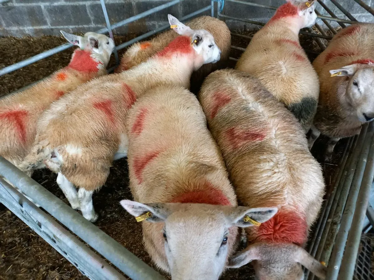 FOR SALE EWE LAMBS - Image 2
