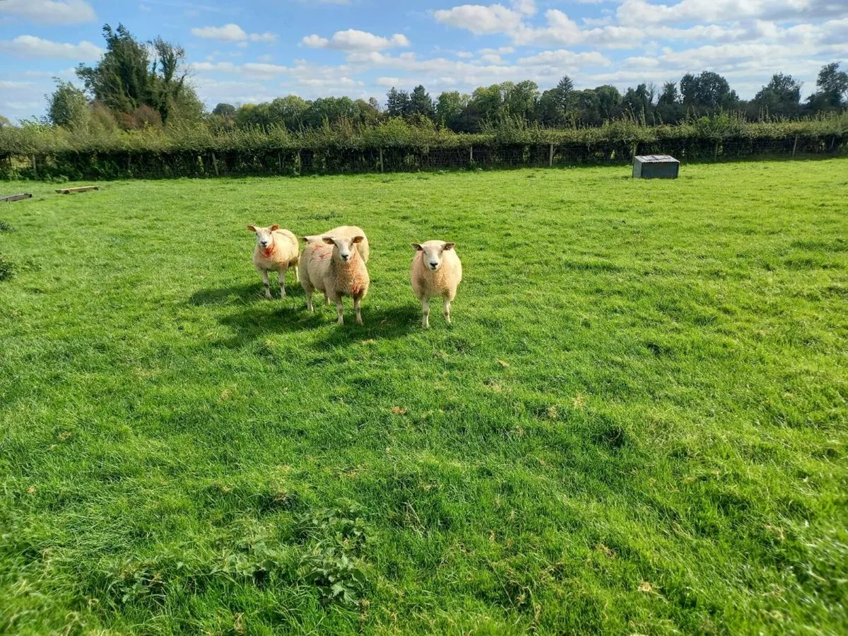 FOR SALE EWE LAMBS - Image 3
