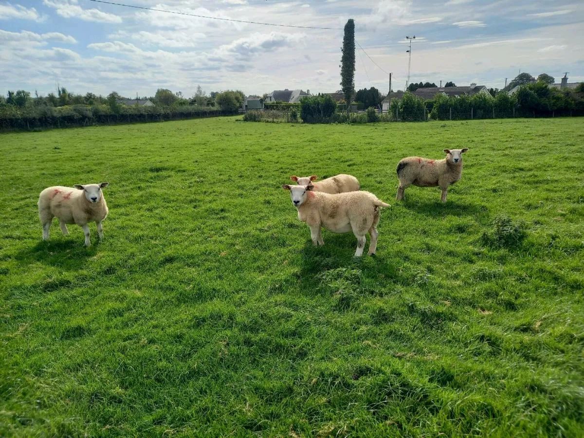 FOR SALE EWE LAMBS - Image 4