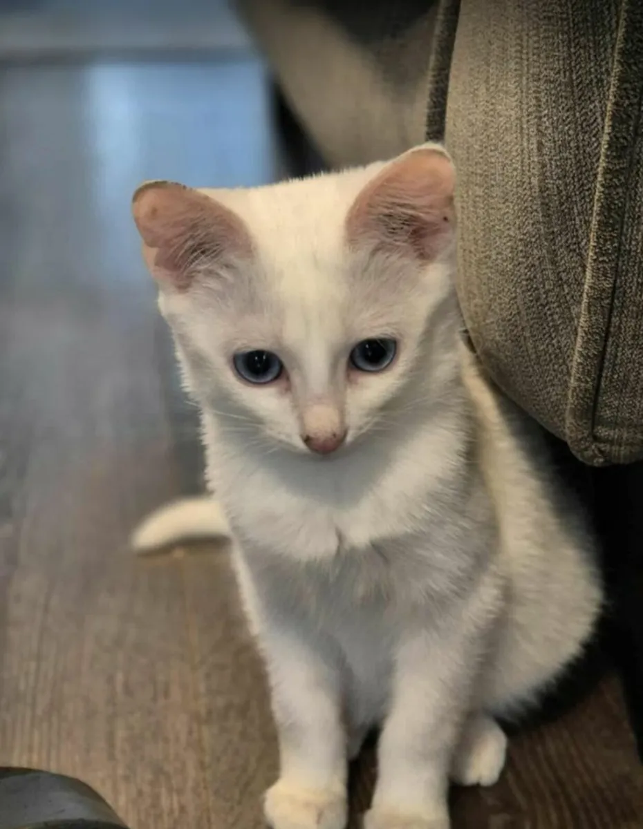 Kitten for sale! - Image 2