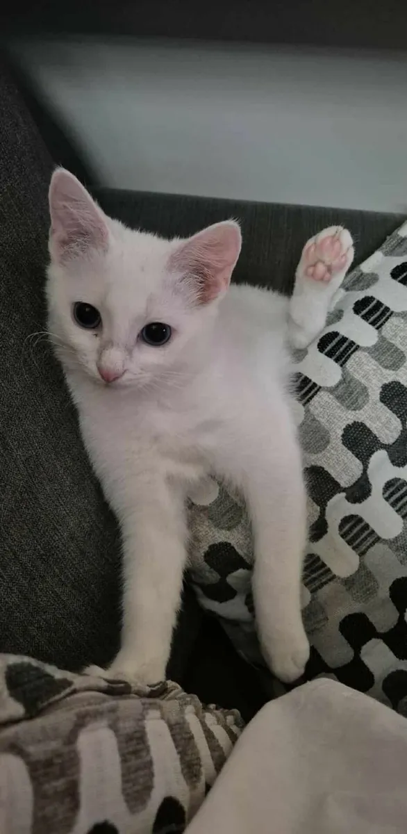 Kitten for sale! - Image 3