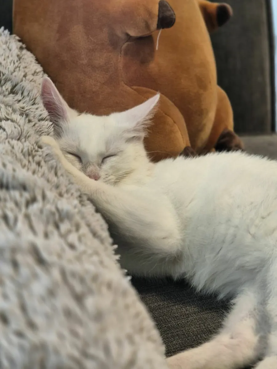 Kitten for sale! - Image 1