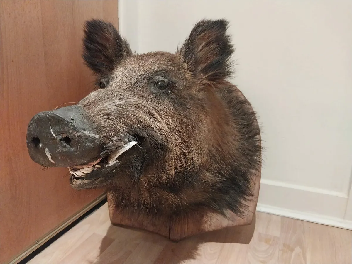 Boars head mounted on board - Image 1
