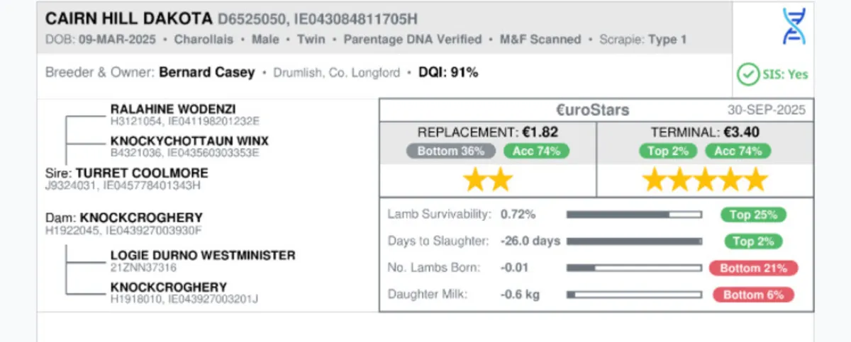 One SIS Eligible Charollais Ram Lamb for Sale - Image 2