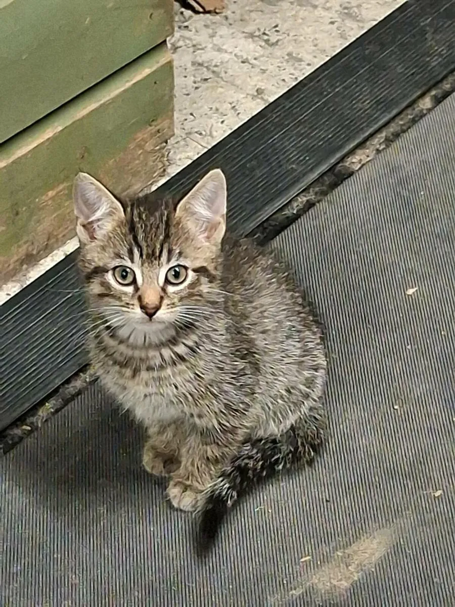 Kittens for sale - Image 2
