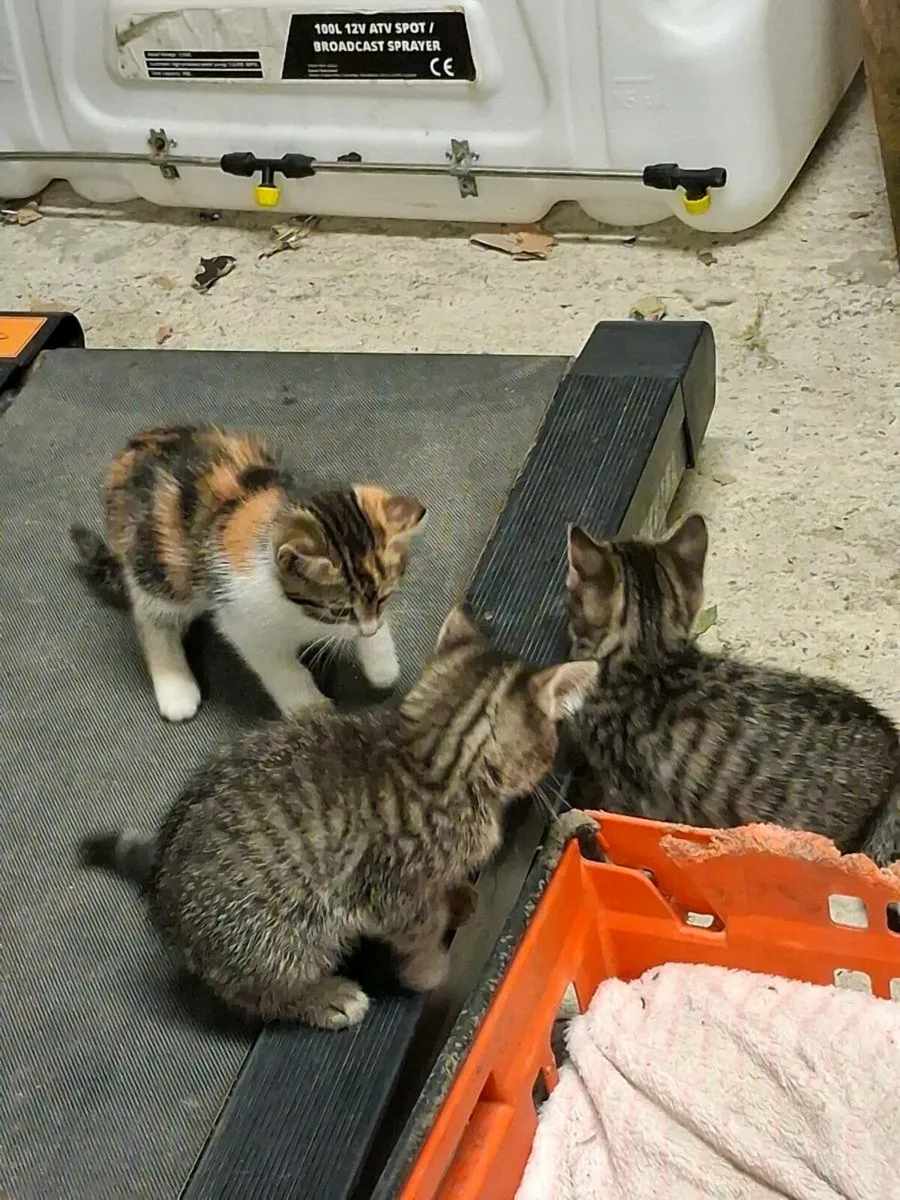 Kittens for sale - Image 1