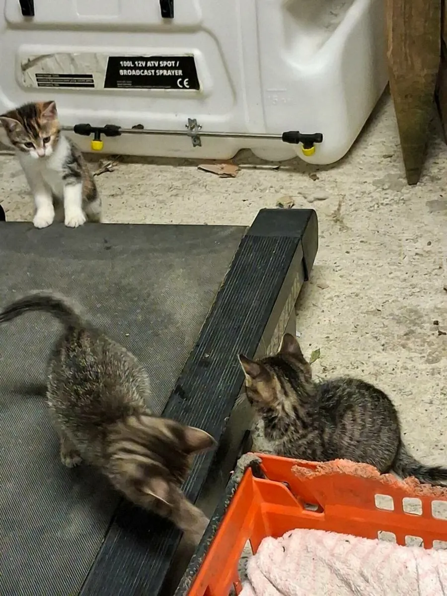 Kittens for sale - Image 3