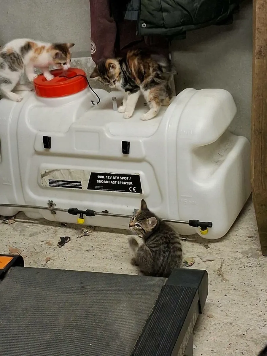 Kittens for sale - Image 4