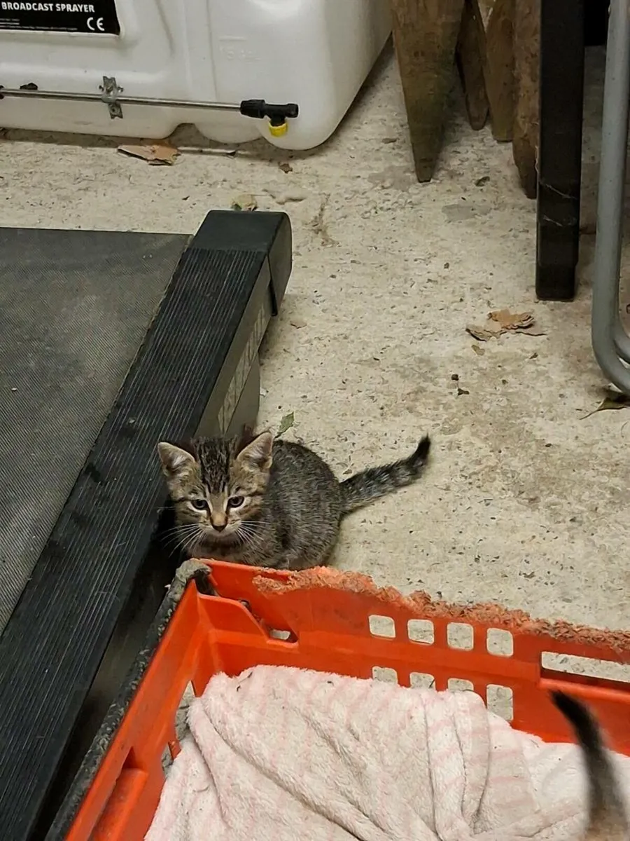 2 male tabby kittens for sale - Image 2