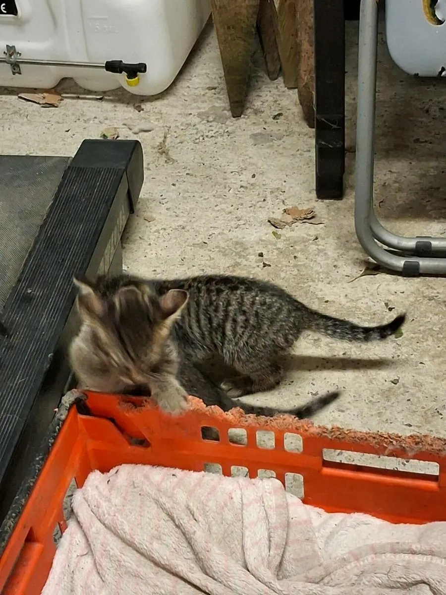 2 male tabby kittens for sale - Image 3