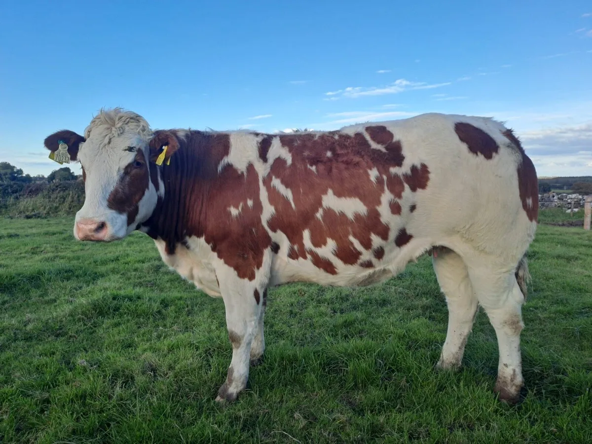 4/5 Star in-calf heifers for sale - Image 1