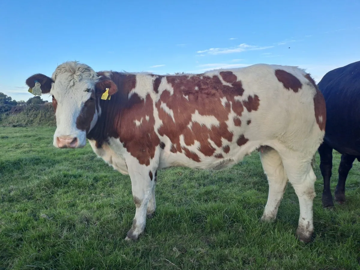 4/5 Star in-calf heifers for sale - Image 2