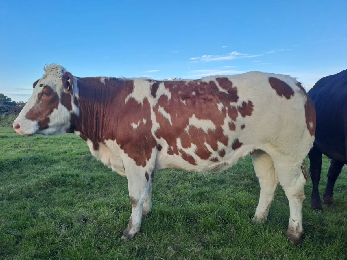 4/5 Star in-calf heifers for sale - Image 3