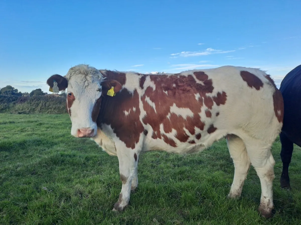 4/5 Star in-calf heifers for sale - Image 4