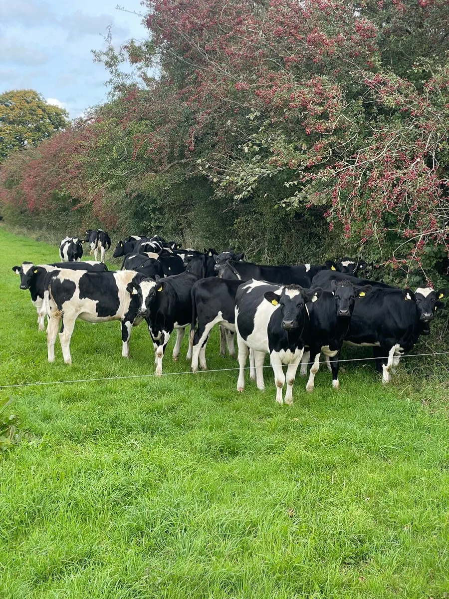 pedigree maiden heifers - Image 1