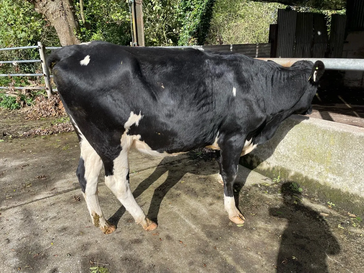 pedigree maiden heifers - Image 3