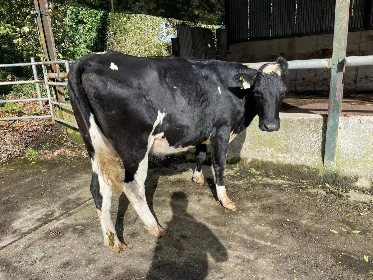 pedigree maiden heifers - Image 4