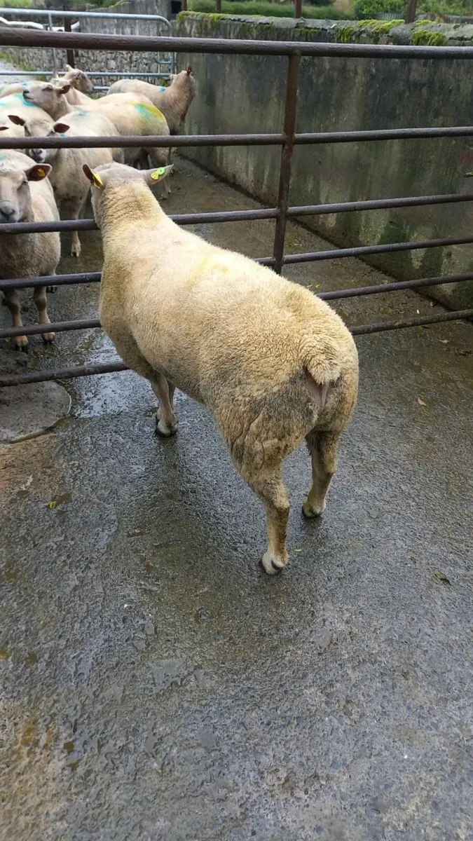 Charollais Ram - Image 1