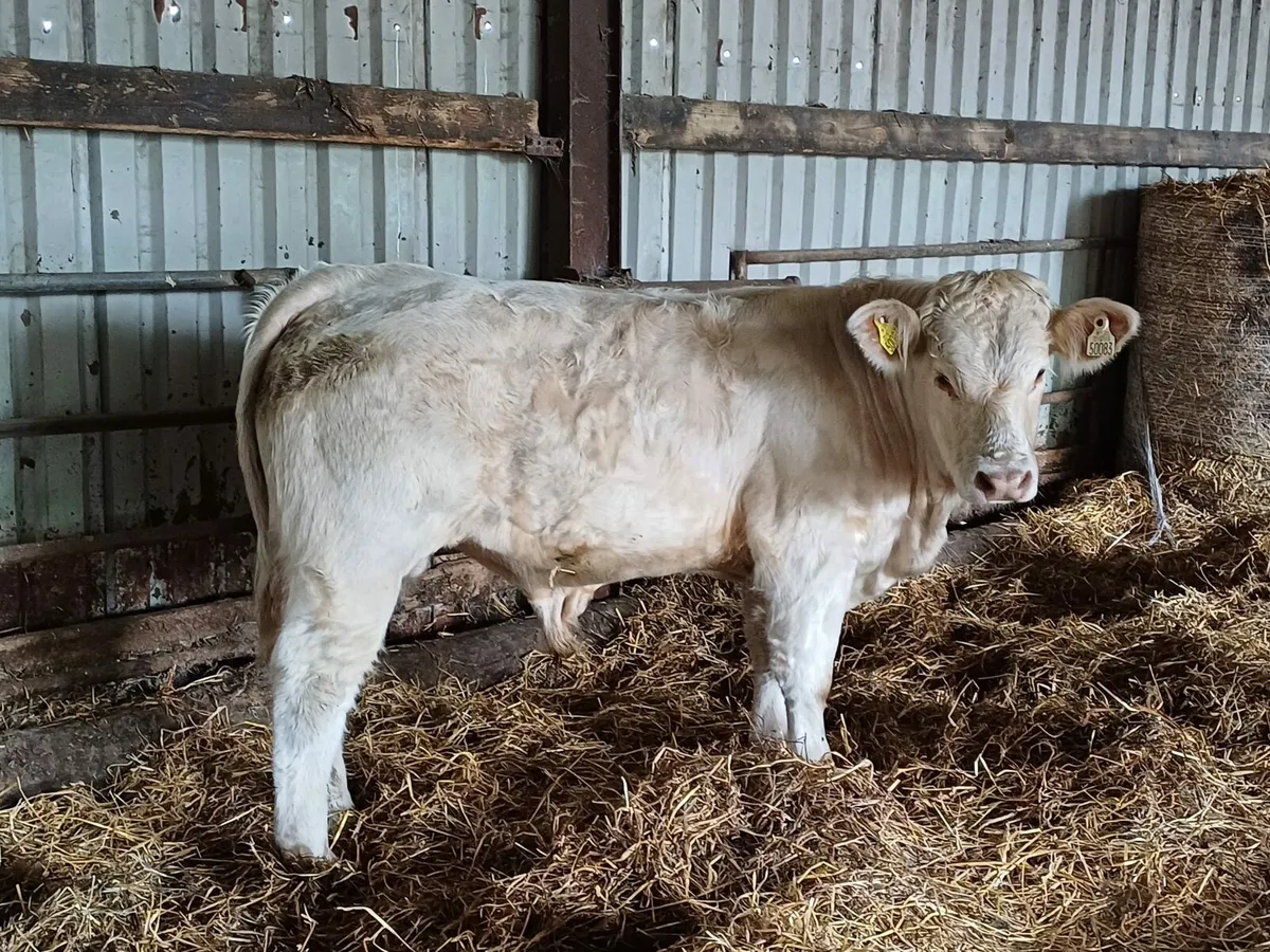 Organic bulls for drumshanbo mart 4th of October - Image 4