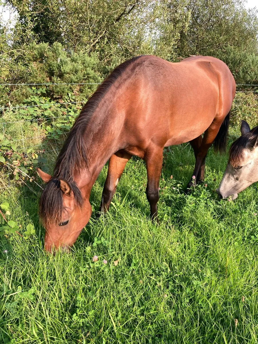 ⭐ Connemara Filly ⭐️ - Image 1