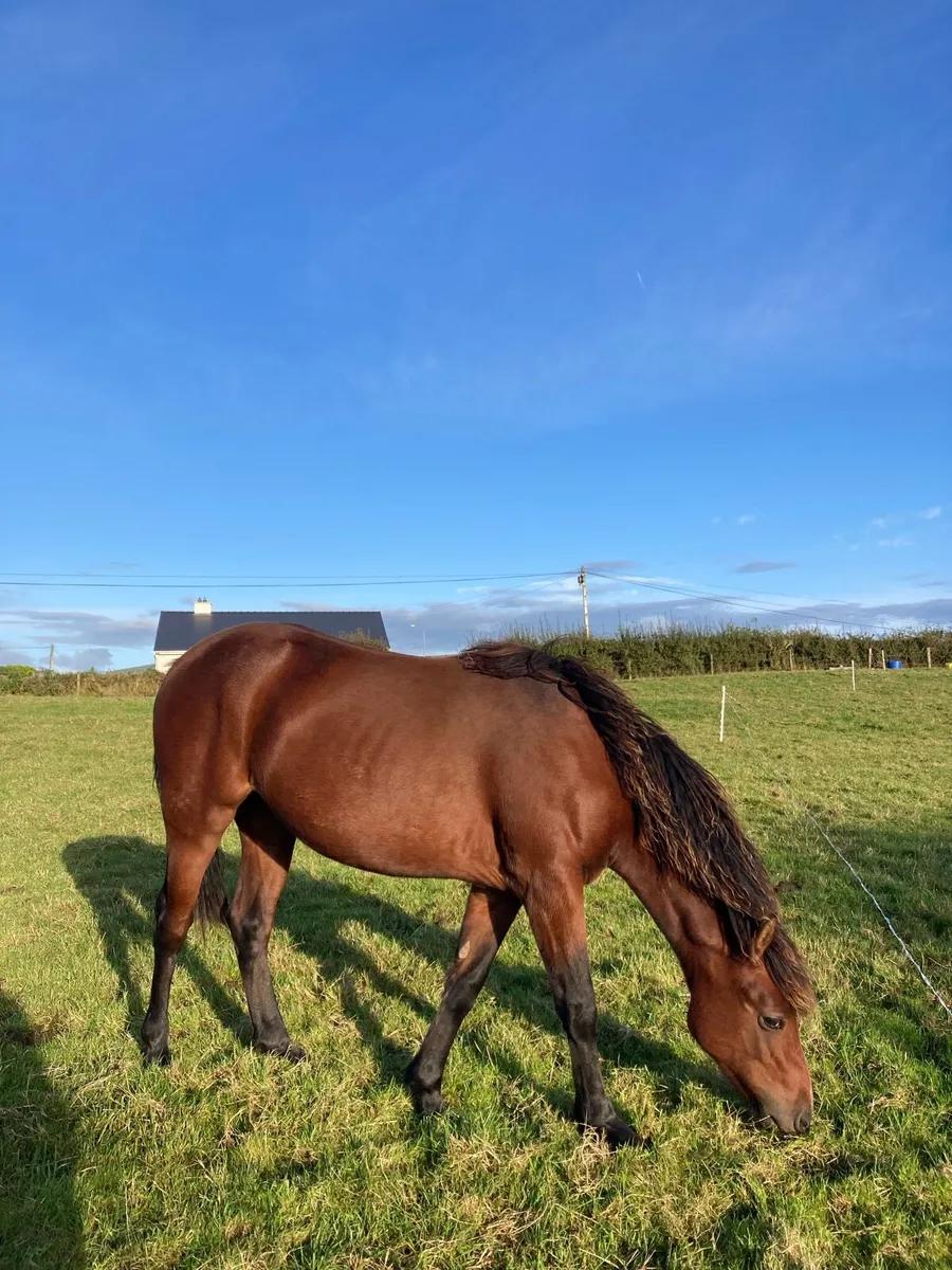 ⭐ Connemara Filly ⭐️ - Image 2