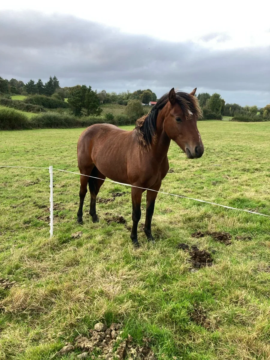 ⭐ Connemara Filly ⭐️ - Image 3