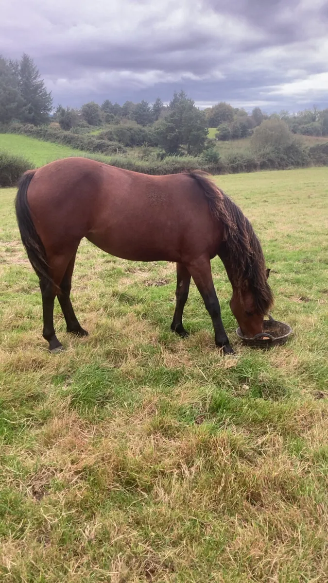 ⭐ Connemara Filly ⭐️ - Image 4