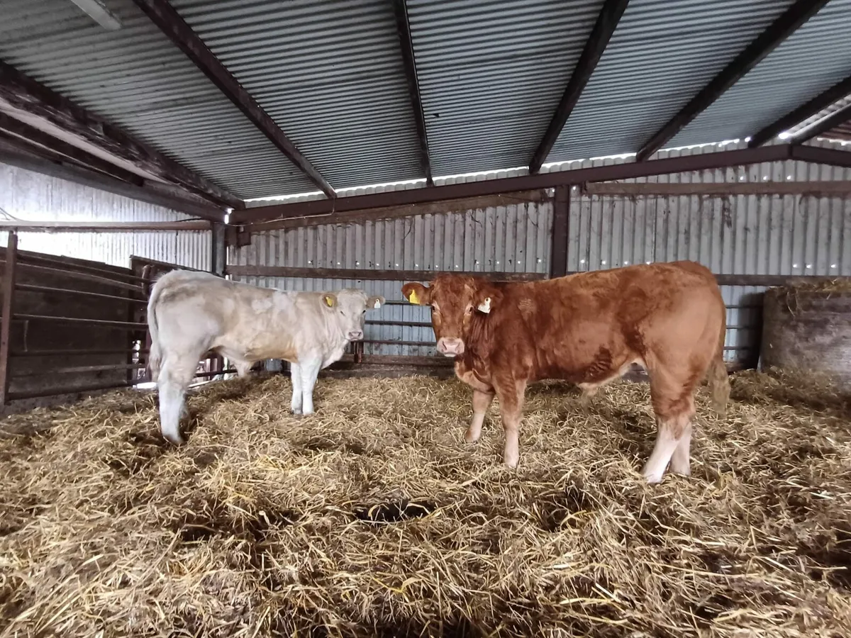 Organic bulls for drumshanbo mart 4th of October - Image 1