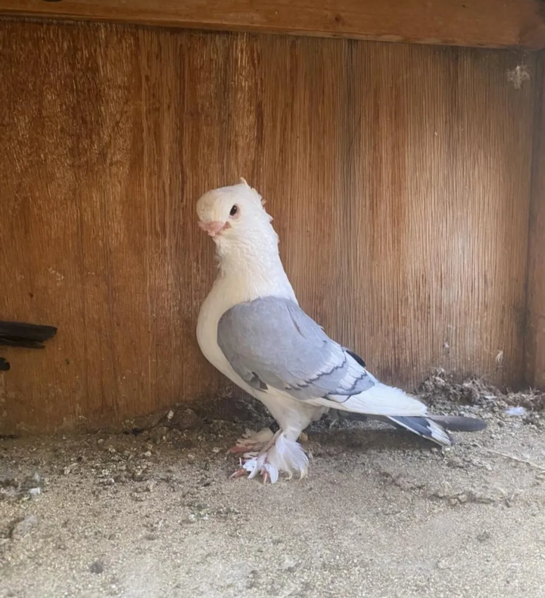 birds - Image 1