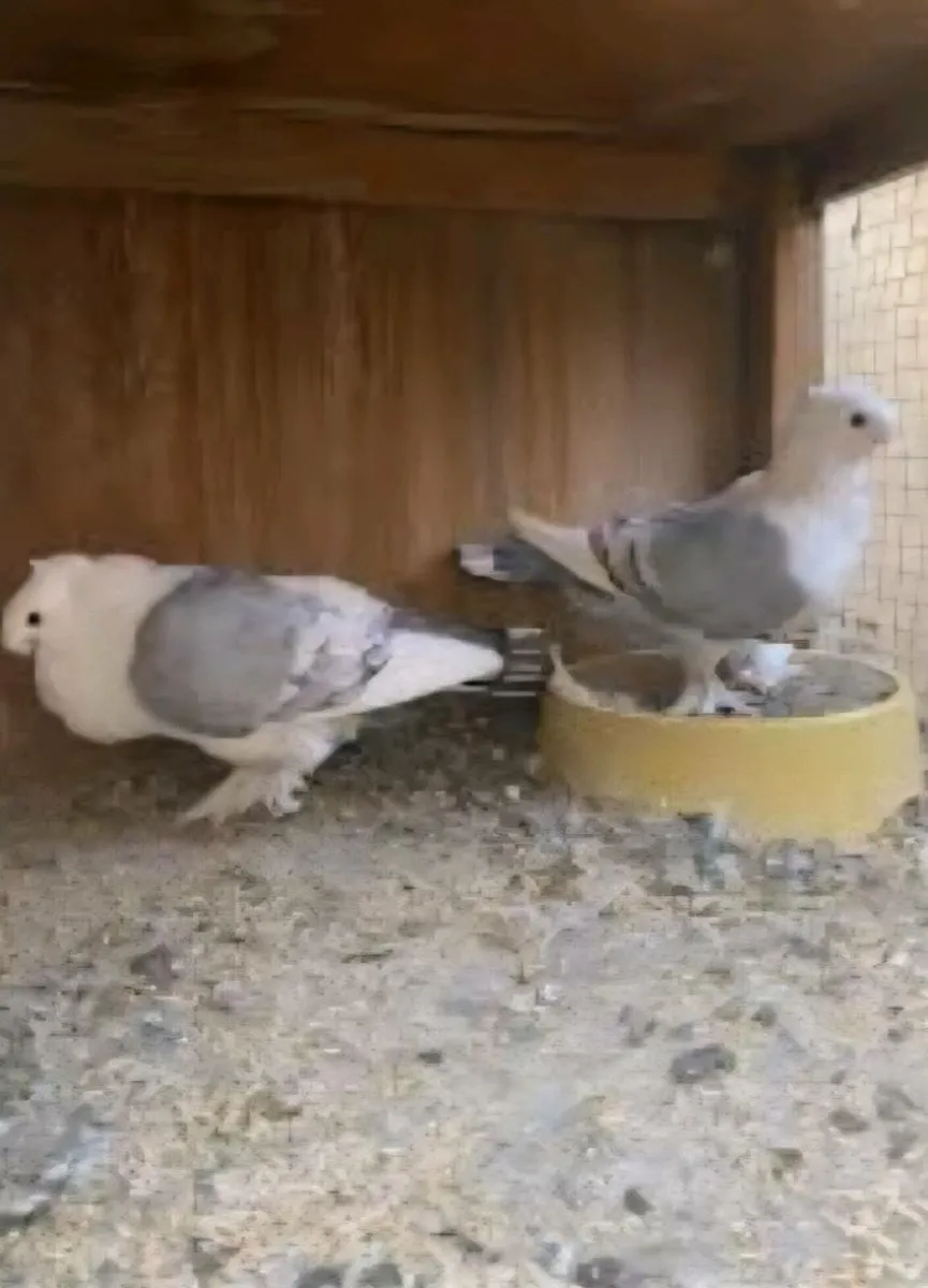 birds - Image 2