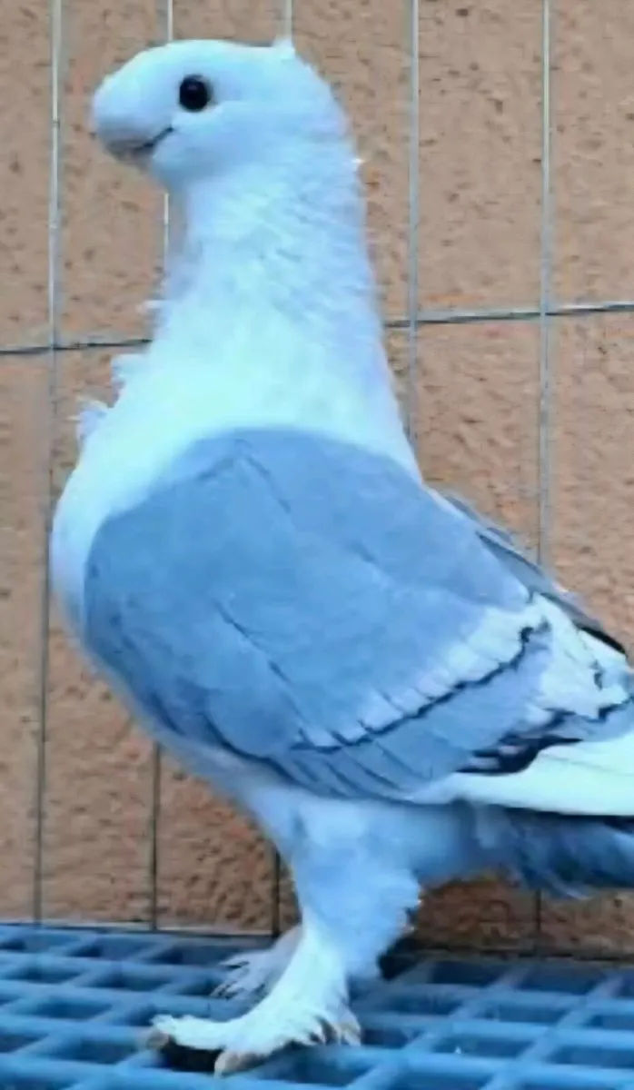 birds - Image 3