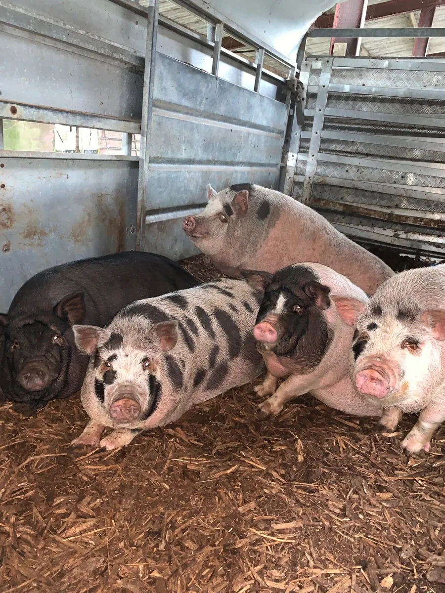 Pigs - Image 1
