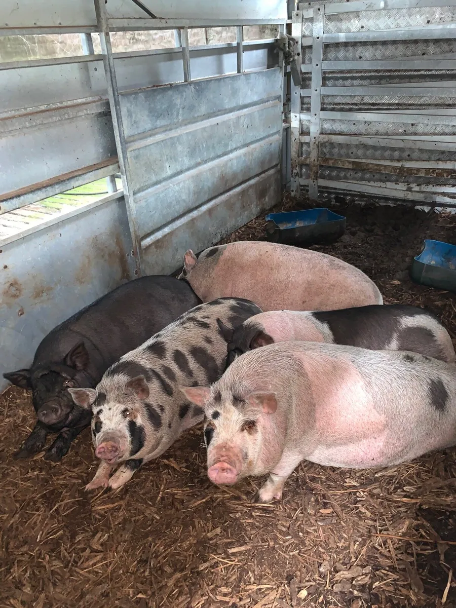 Pigs - Image 2