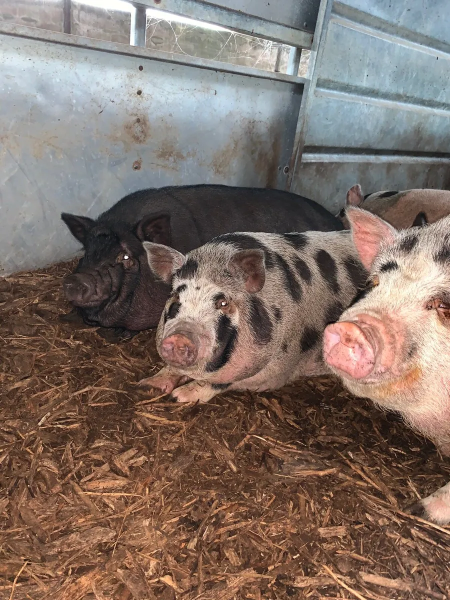 Pigs - Image 3