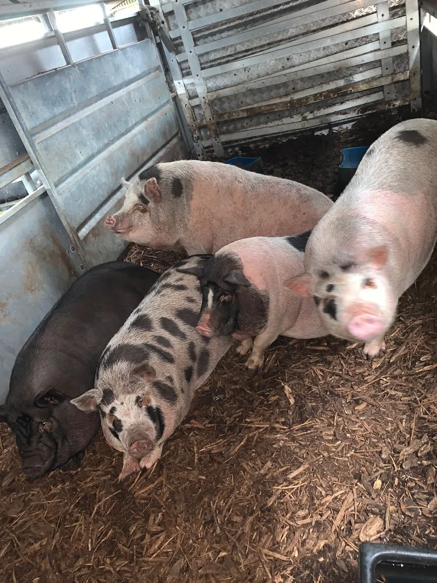 Pigs - Image 4