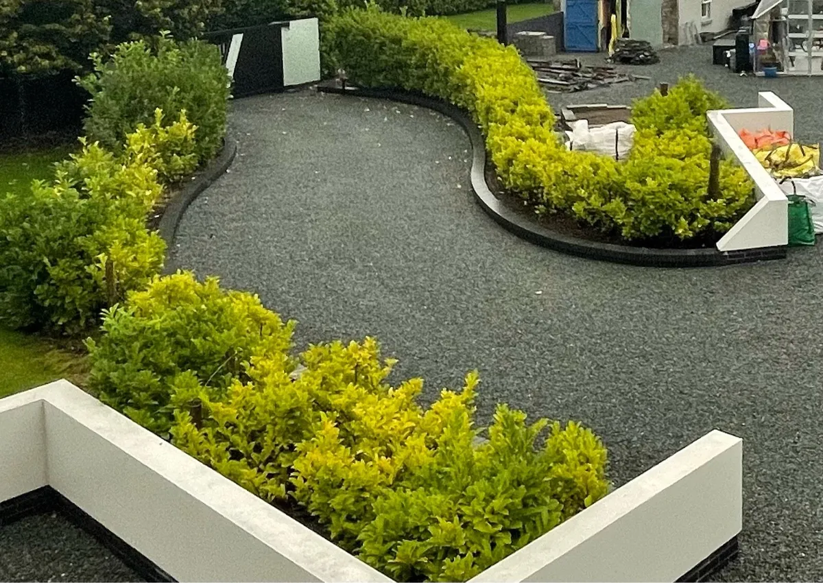 Mature Laurel hedges ! Free to take !
