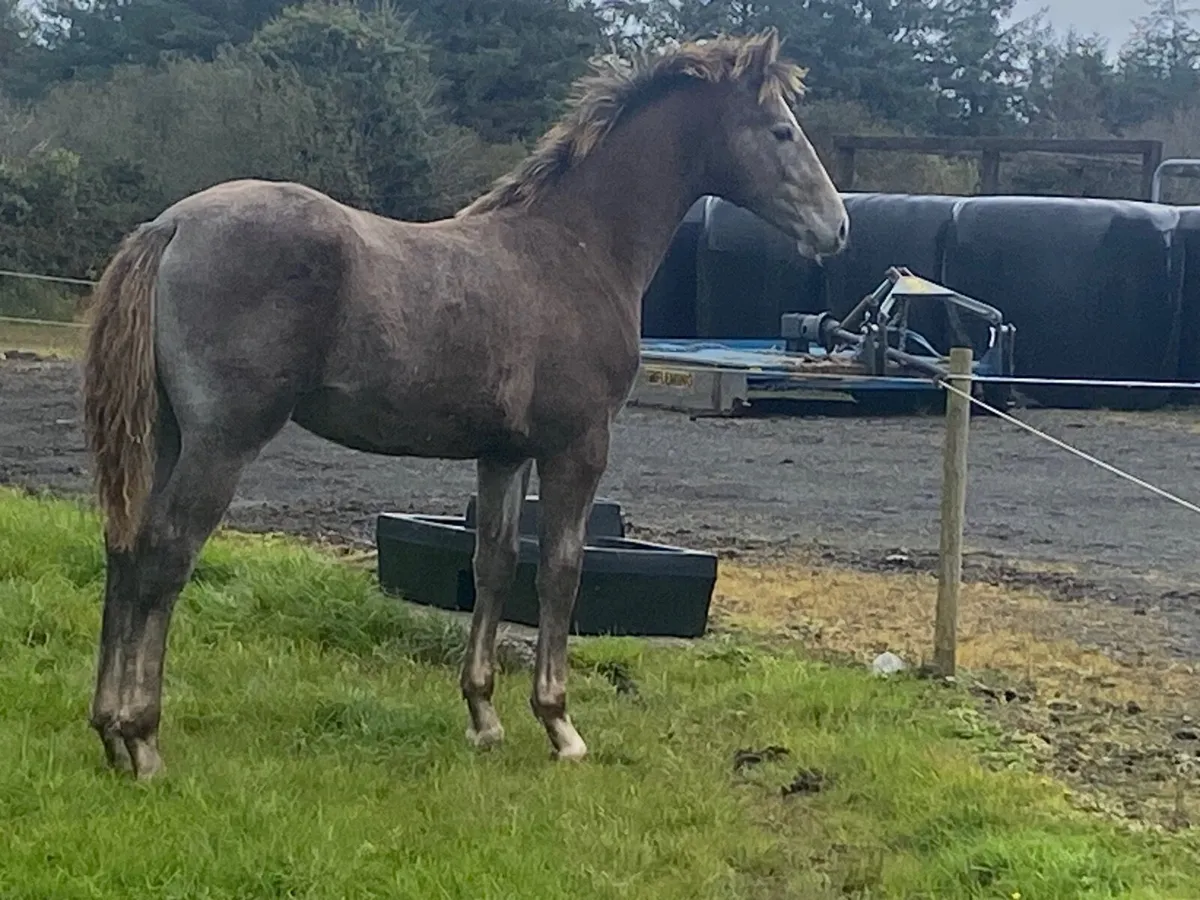 Horse - Image 1