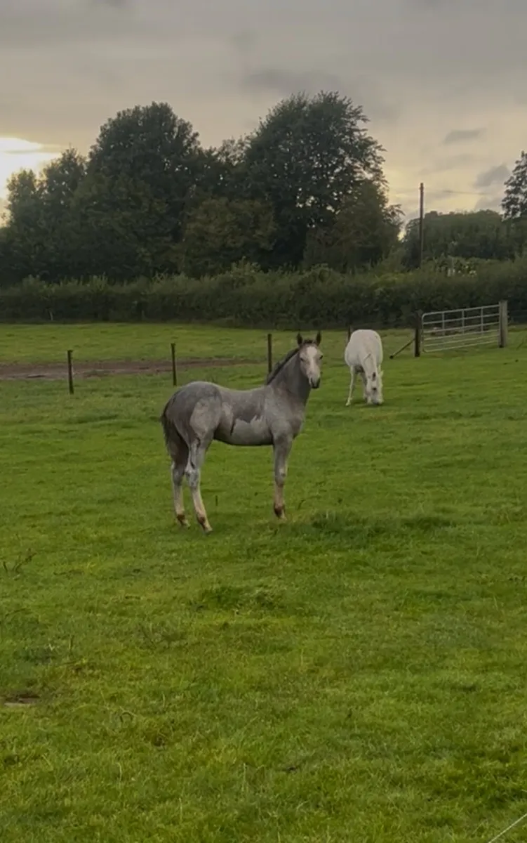 Connemara foal - Image 1