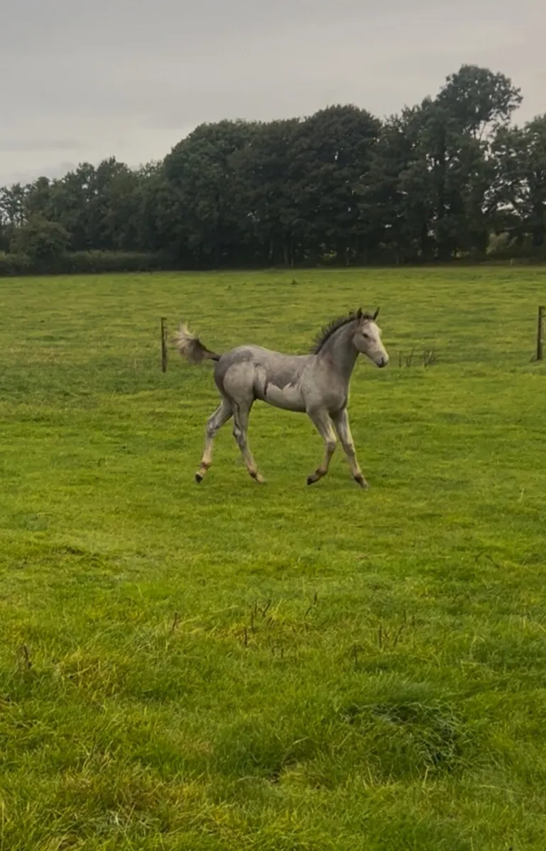 Connemara foal - Image 2