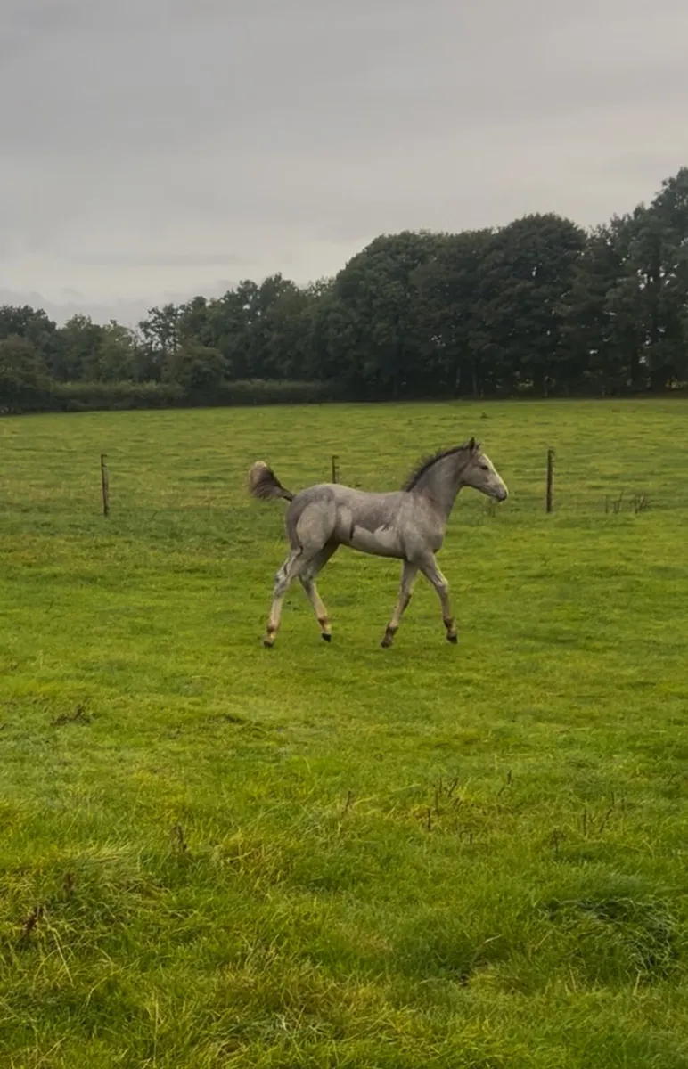 Connemara foal - Image 3