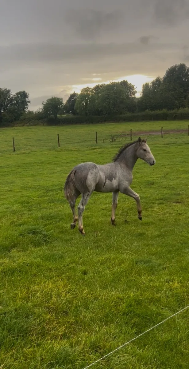 Connemara foal - Image 4