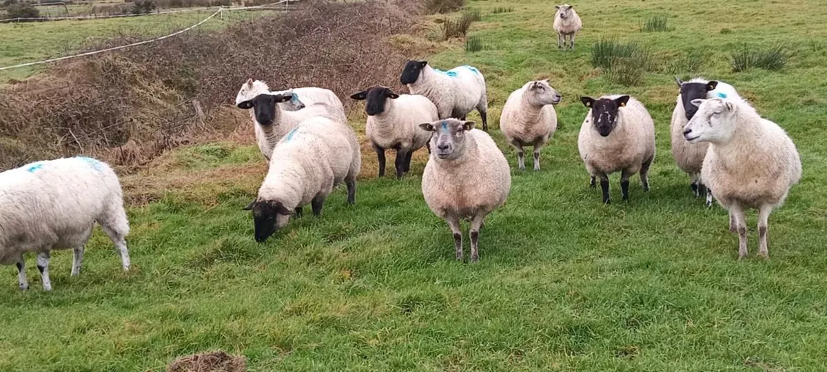 22 quality young genuine ewes - Image 1