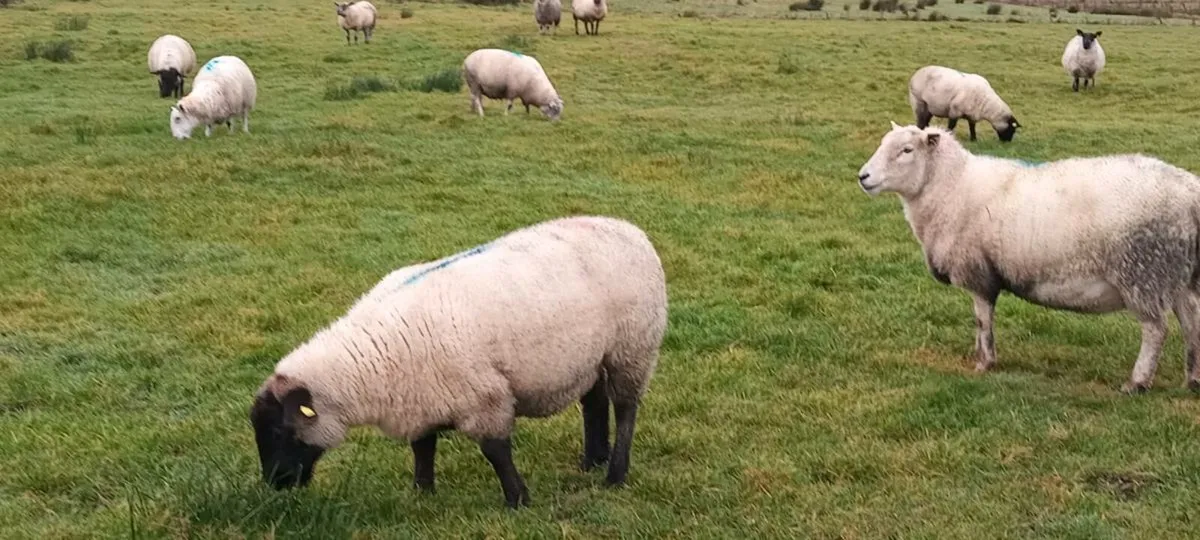 22 quality young genuine ewes - Image 3