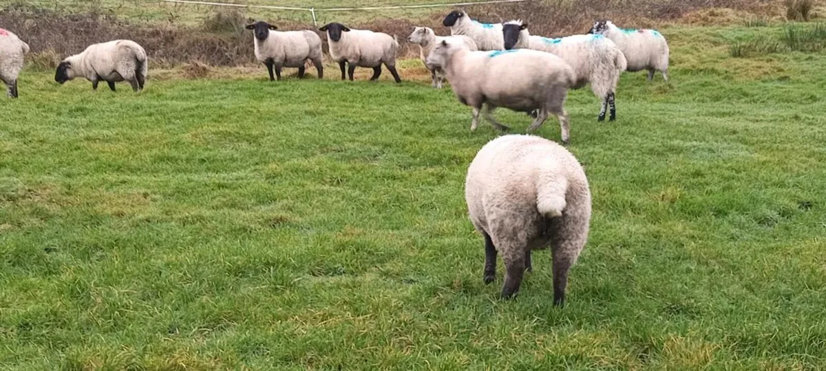 22 quality young genuine ewes - Image 4
