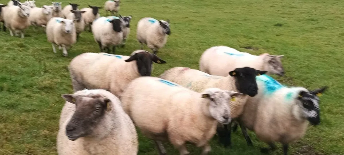 22 quality young genuine ewes - Image 2