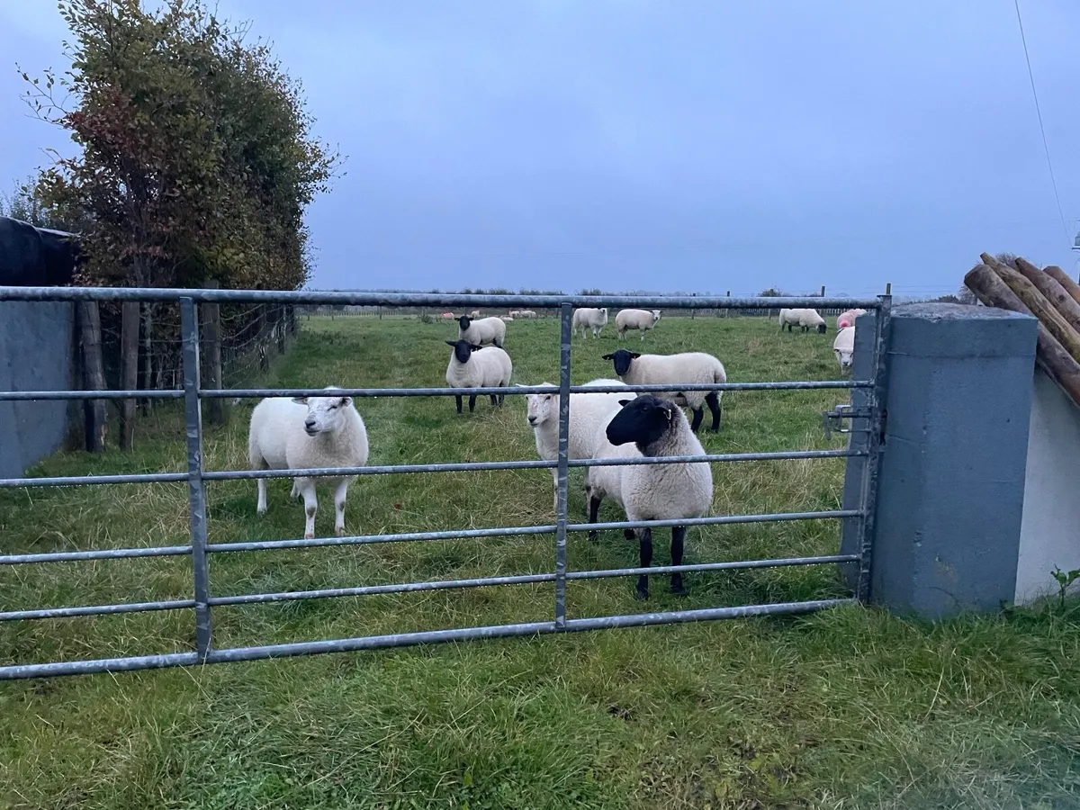 Ewe Hoggets - Image 2