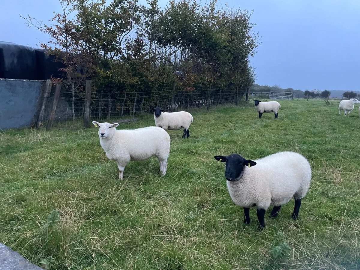 Ewe Hoggets - Image 1