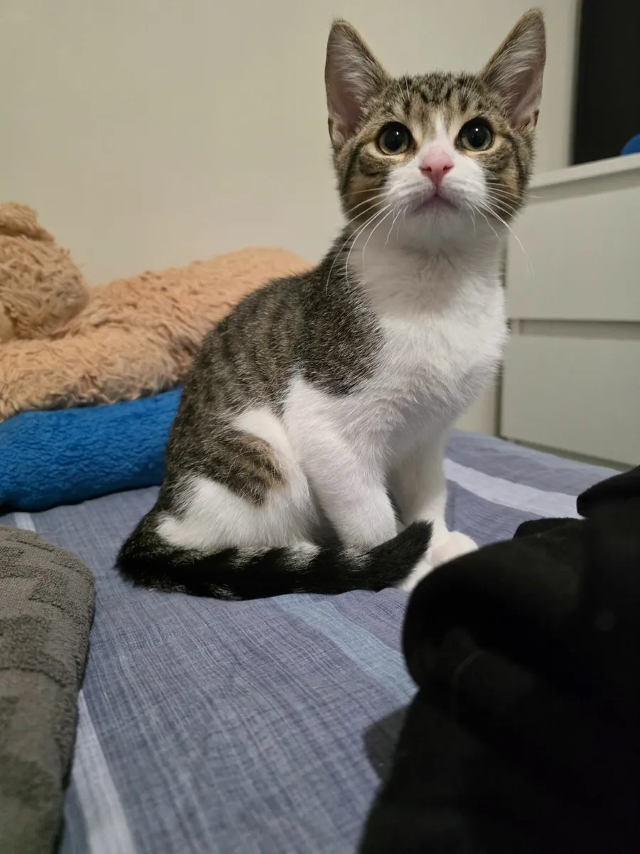 Cat - Image 3