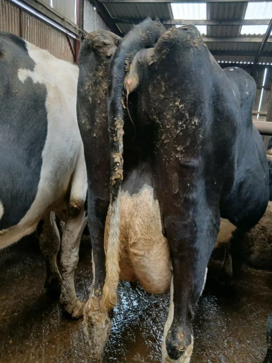Dairy cow's - Image 1
