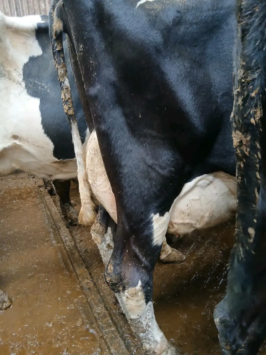 Dairy cow's - Image 2
